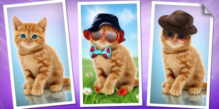 Kittens - hat, cat, pisica, animal, glasses, kitten, funny, green, cute, bow, sunglasses