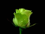 Green Rose