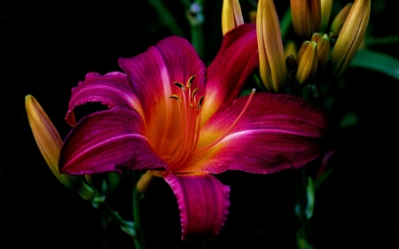 Lily - garden, lily, flower, beautiful