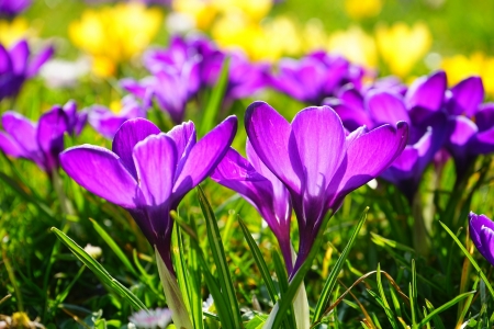 Crocuses! - flower, crocus, nature, purple