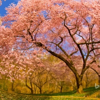 Cherry blossoms in Dumbarton Oaks Gardens Washington D.C