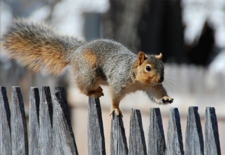 Exercises - animal, funny, squirrel, fence, veverita