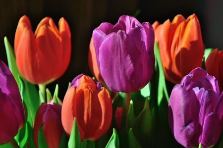 Spring Tulips - purple, tulips, flowers, spring, orange