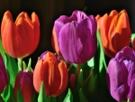 Spring Tulips