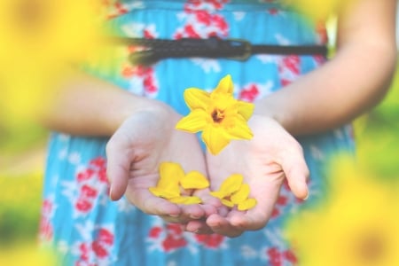 For you! - hand, yellow, blue, woman, spring, daffodils, flower