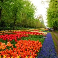 Keukenhof Gardens, Netherlands