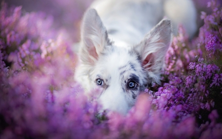 Hiding - hiding, dog, flower, pink, white, animal, purple, australian shepherd, caine