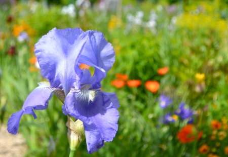 Spring Garden - iris, plants, flower, petals