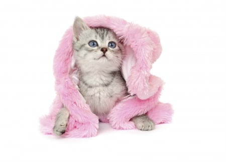 Kitten - pink, sweet, cat, fur, pisica, white, animal, kitten, cute, card