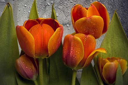 Spring Rain - tulips, Spring, rain, rain drops, drops, orange