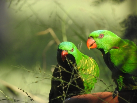 Scaly crested lorikeets in my garden - scaly crested lorikeets, parrots, birds, nature, photography, lorikeets