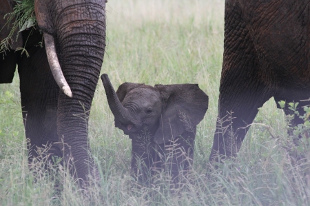 Elephant - Family - Africa, grass, three, Elephants, family