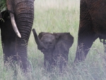 Elephant - Family