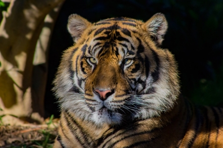 Tiger - fur, Tiger, cat, majestic