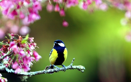 Sweet Chickadee - blossoms, twig, petals, spring, tree, songbird