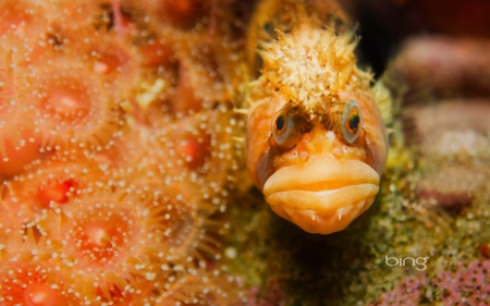 Close-up of a Coralline Sculpin fish camouflaged underwate - of, a, close, up, fish, coralline, sculipin