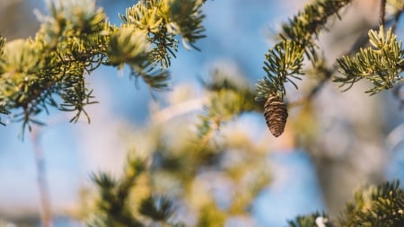 Pine Cone - branches, tree, sky, needles