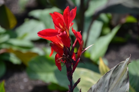 Brampton Greenhouse flower