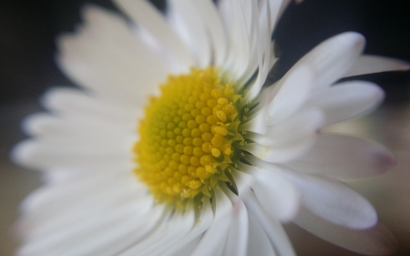 Daisy - daisy, macro, flower, nature