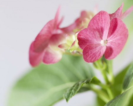 Pink Flowers - bloom, pink, petals, flowers, nature