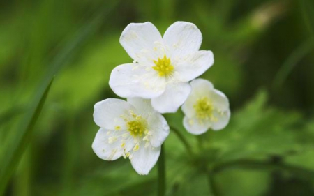 Beautiful Flowers - flowers, white, nature, bloom