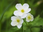 Beautiful Flowers