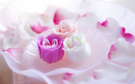 Beautiful Flowers - flowers, roses, pink, soft