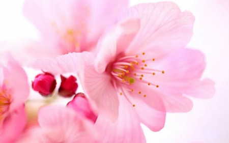 Beautiful Flowers - nature, flowers, pink, soft