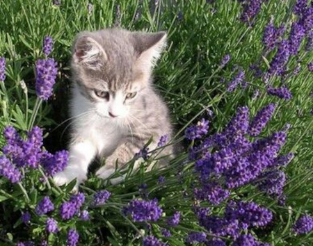 Kitten in Lavender - cat, animal, flowers, lavender, kitten