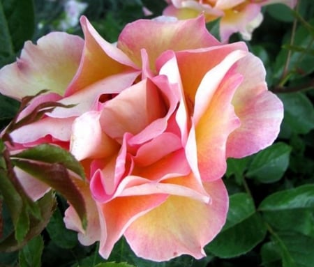 Floribunda rose