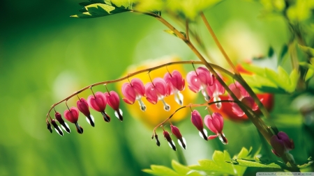 Bleeding Heart - hearts, blossoms, pink, plant, garden