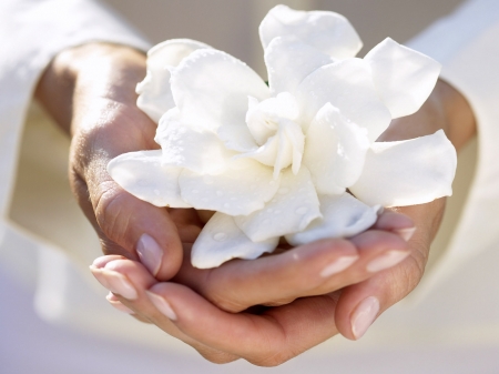 White flower - white, woman, flower, hand