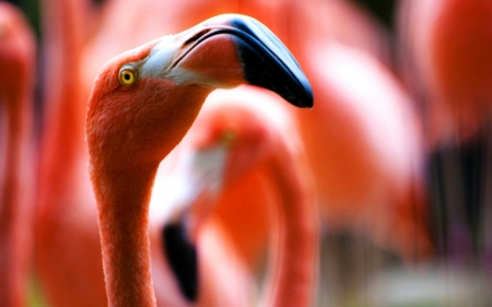 Flamingo - bird, black, white, orange, pink, flamingo