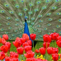 Peacock