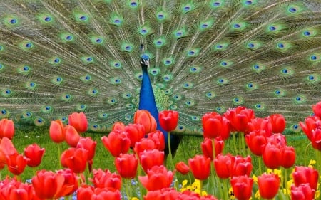 Peacock - tulips, spring, bird, peacock, red, blue, feather, green, flower