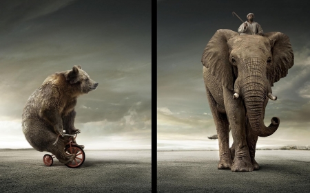 Bear and elephant - bear, animal, elephant, funny, collage, man, bycicle