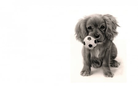 Wanna play? - ball, dog, illustration, black, white, animal, cute, bw, caine, puppy, art