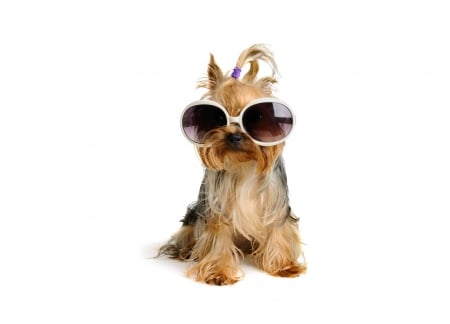 Yorkshire Terrier - dog, white, animal, funny, yorkshire terrier, cute, caine, puppy, sunglasse, card