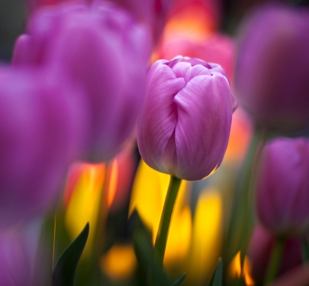 Tulips - flowers, purple, amazing, tulips