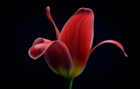 Lily - one, flower, lily, red