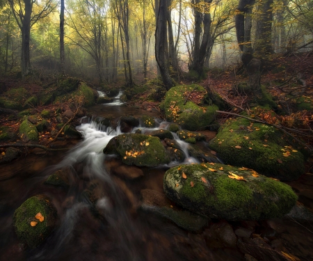 In the forest - forest, water, tree, amazing