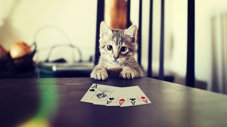 Cat Poker Face - felines, poker, animals, cats, cards