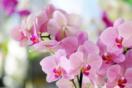 Pink orchids