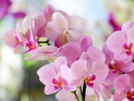 Pink orchids