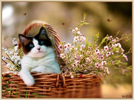 Cute cat - bascet, flowers, cute, cat