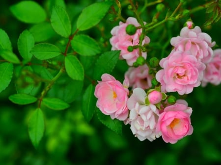 Wild Roses - flowers, nature, green, wild roses, pink, leaves