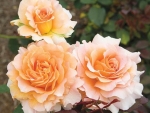 Floribunda Roses