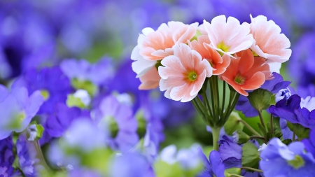 Spring Flowers - leaves, plant, blossoms, petals