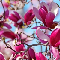 Magnolias