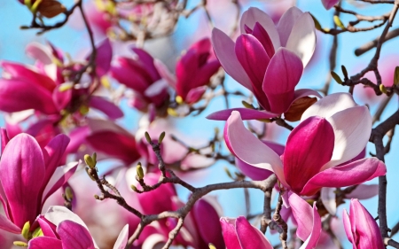 Magnolias - blue, pink, magnolia, spring, flower